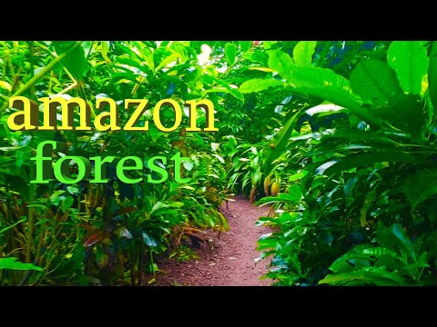 amazon forest relaxing music, Relaxing Video