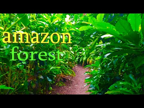 amazon forest relaxing music, Relaxing Video