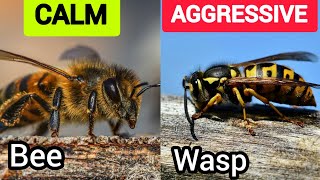 10 Difference between bee and wasps.
