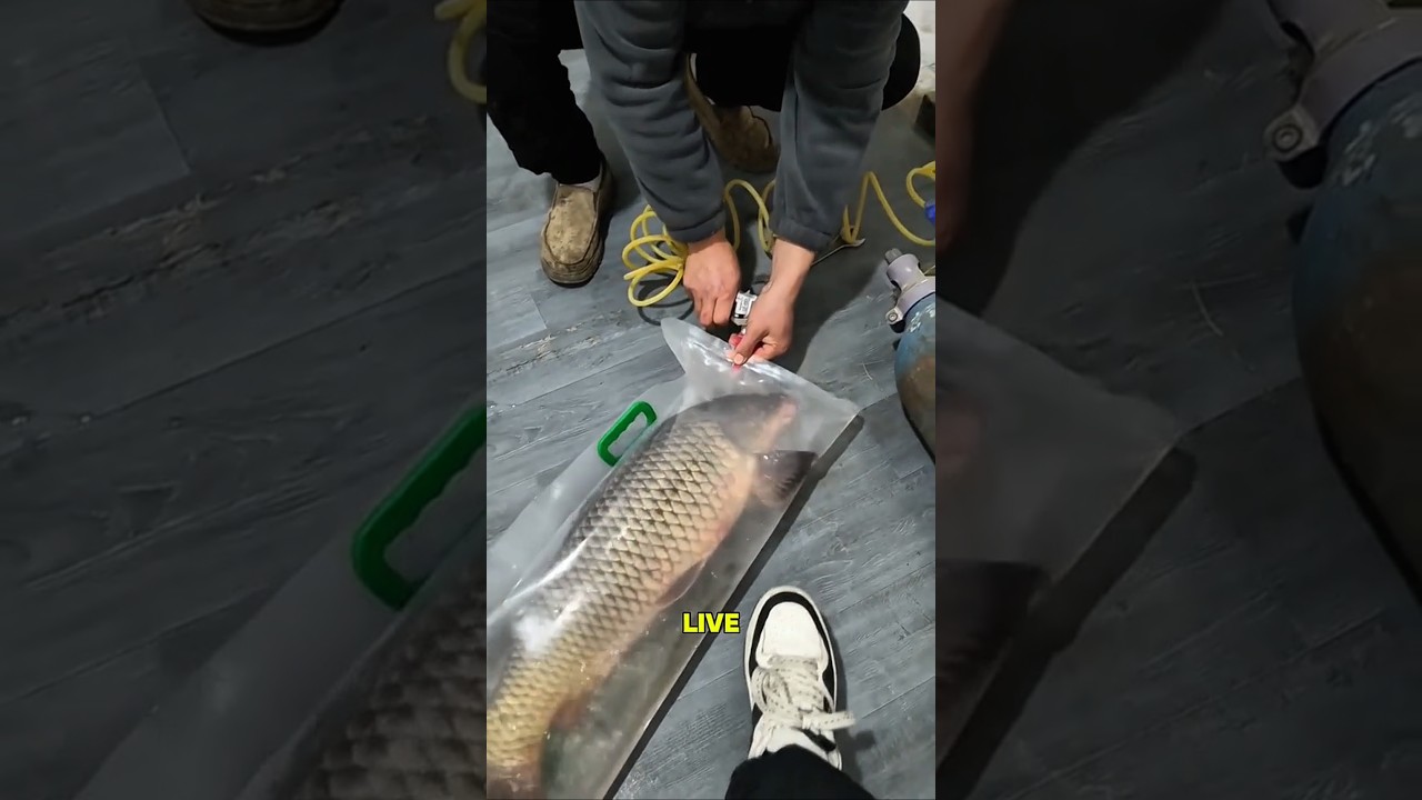 Именно так живая рыба выживает в длительных путешествиях.