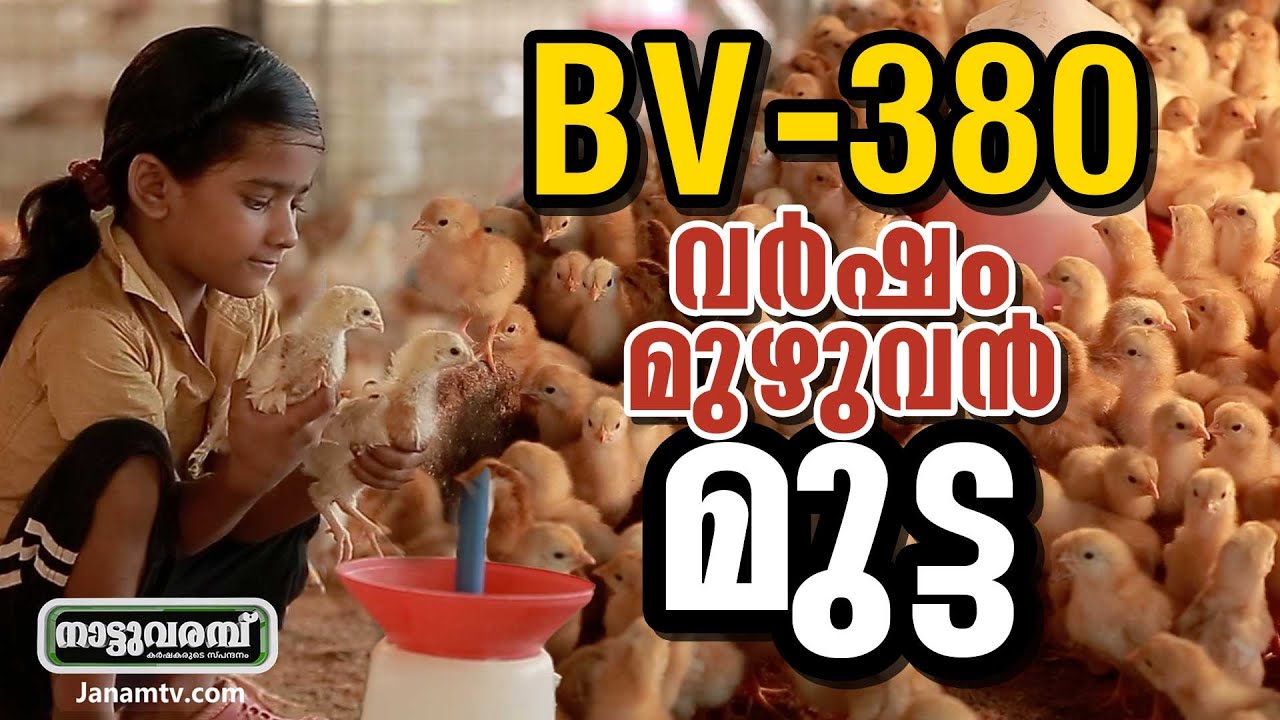 BV - 380 | വർഷം മുഴുവൻ മുട്ട | #232 | NATTUVARAMBU | JANAM TV