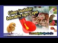 Cómo instalar un bebedero tipo Copa para mis gallinas ponedoras🐔🐣🥚🐓