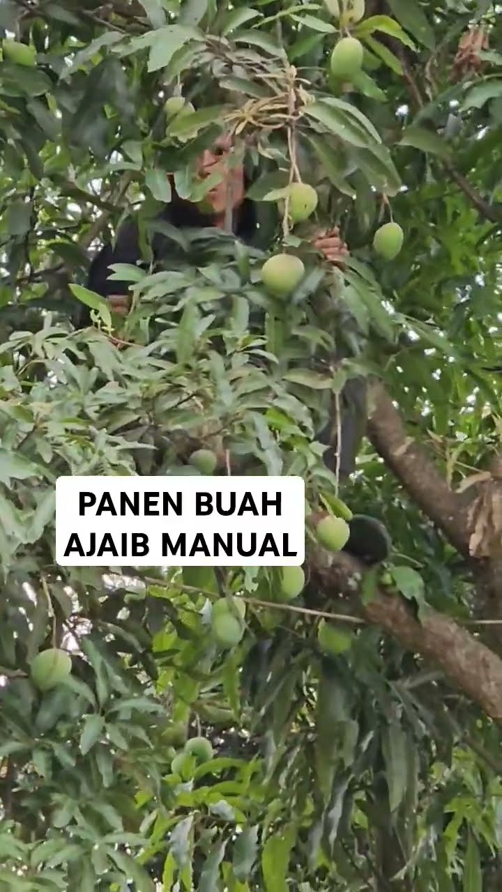 Buah Ajaib Dipanen Manual