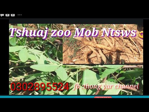 Tshuaj  Zoo Kho Tus Neeg Mob Ntsws Zoo 100%  9-3-2022