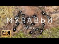 Муравьи и успокаивающие звуки природы / Ants with Relaxing Music 4K (ULTRA HD)