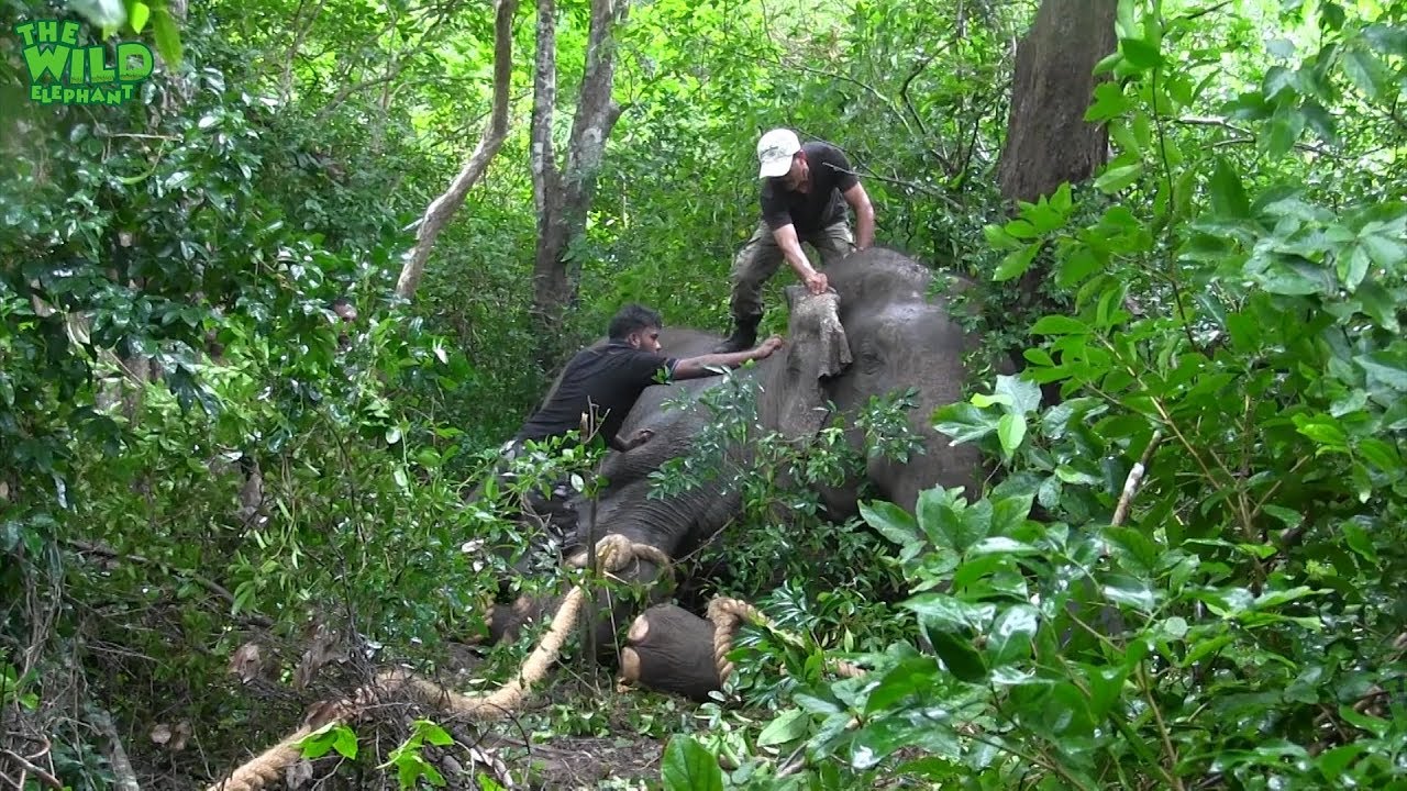 elephas maximus linnaeus Huge elephant loses life as rescue team tried all they could
