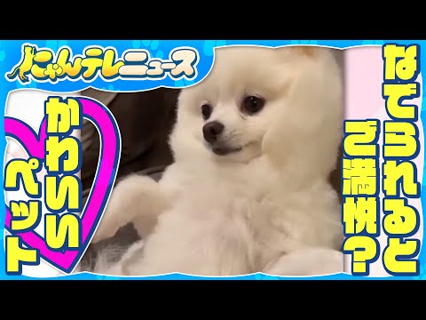 【ポメラニアン】なでられるとご満悦 手を止めると…/赤ちゃんから隠れる そのワケは？/右へ左へ…見事な足さばきのポメラニアン