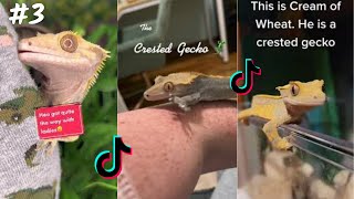 Crested Gecko TikTok & İnstagram Compilation   2023 4K PART 3