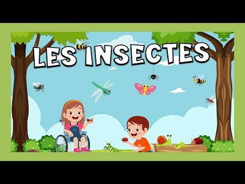 Los insectos en francés 🐞🪰🦋 | Vocabulario