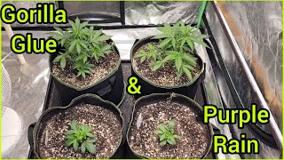 The Friendly Grower - Gorilla G. & Purple Rain Update #2
