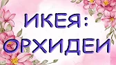 Орхидеи,узамба́рские фиалки,Самара🌺