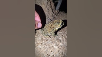 Funny Frog Catching | Boing boing the frogs how catch frogs funny | catching toads and frogs funny