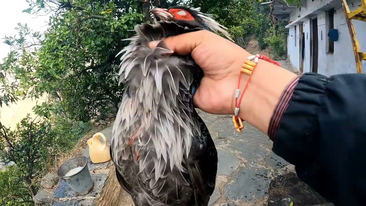 जंगली मुर्गा का शिकार और हो गया कांड।।Jungle Murga।।Jungle Murga Hunting ।।Jungle Murga Ka Shikar।।