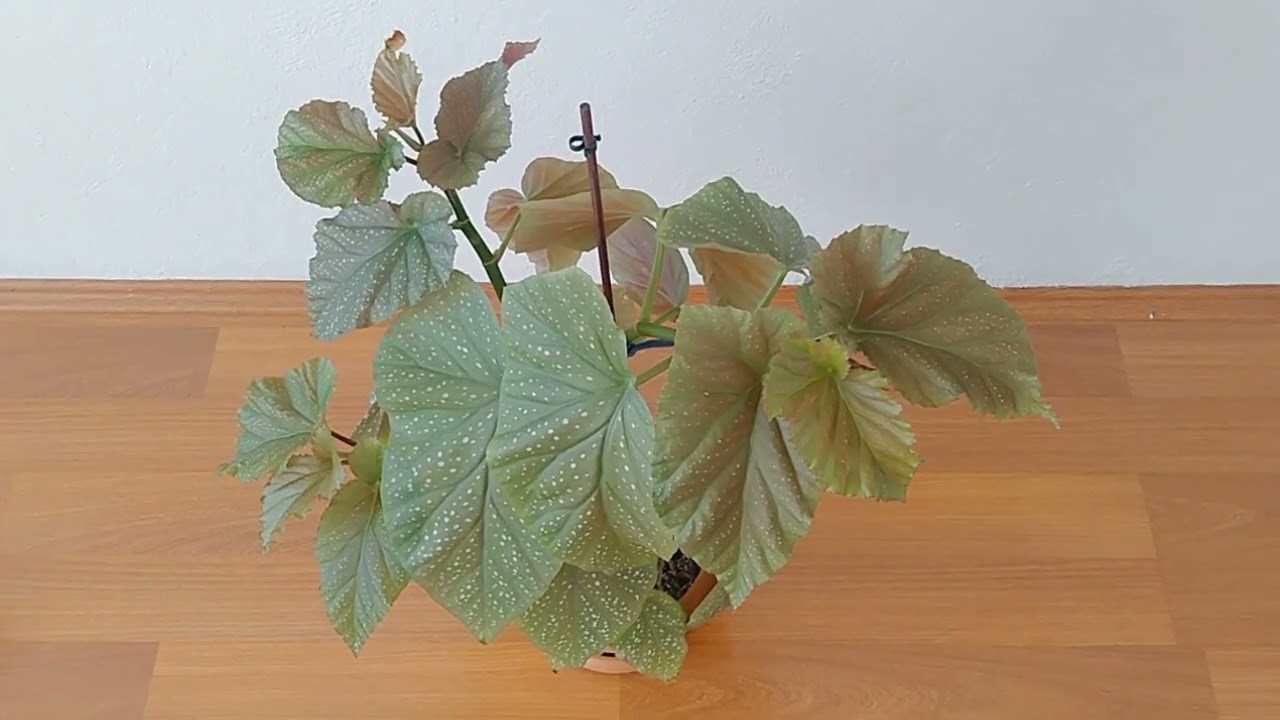 ÇİLLİ BEGONYANIZIN ÇİÇEK AÇMASI İÇİN BUNU UYGULAYIN