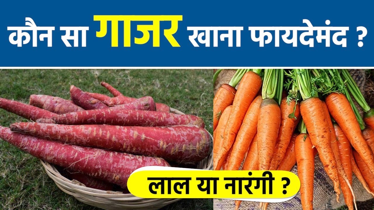 Red Carrot Vs Orange Carrot लाल या नारंगी कौन सा गाजर है सेहत के लिए
