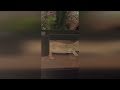Nugget the Leopard Gecko Waking & Eating