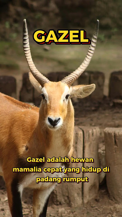'Gazel: Pelari Ulung di Padang Liar' #animals #education #wildlife #hewan #gazzelle