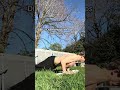 My trysep workout #gym #pushups #workout