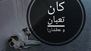 شلنا كلب تعبان بالطريق السريع saving exhausted  dog from a highway road