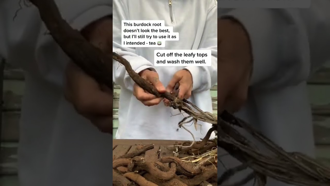 Post prep after harvesting burdock. I’ll be drying them out for tea 🍵 