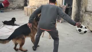 Boxer and German shepherd #doglover #boxerdog #germanshepherd by Charan Singh Rathore  171 views 8 months ago 2 minutes, 6 seconds