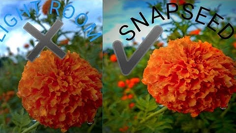 Snapseed vs Lightroom Photo Editing Intro