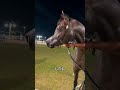 曲がった顔の馬