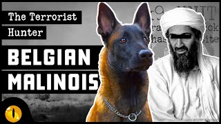 Belgian Malinois: Why this Breed is used to Hunt down Terrorists?