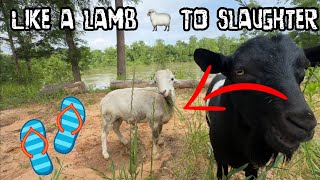 Ram Leading Goats to Slaughter! by Ima Survivor Sanctuary 29,072 views 6 days ago 16 minutes