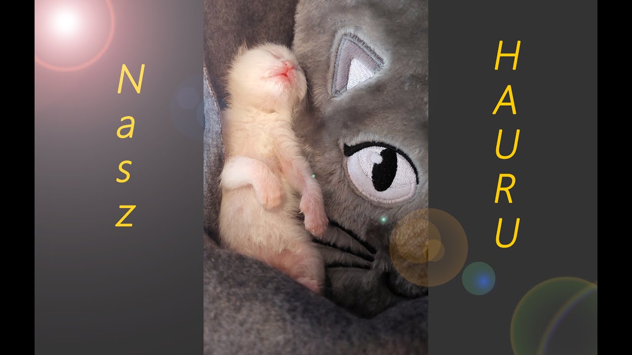 ASMR po polsku 🎧 Znalazłam jednodniowego kotka 🐈 Nasza historia 🍀 Szept