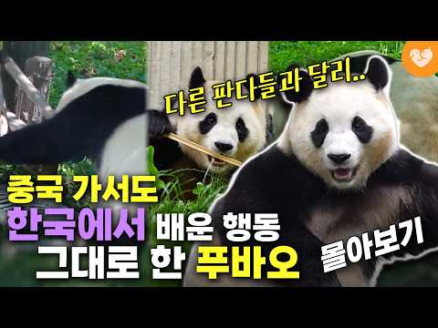 [한국에서 하던 행동 하는 푸바오 몰아보기] 위기의 순간 한국에서 배운 대로 대처한 푸바오 외 9편