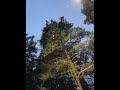Зимние прогулки в лесу 🌲🎄🌲
