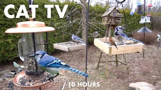 Backyard Bliss for Birds and Squirrels  10 Hour Cat TV for Cats to Watch   Apr 22, 2024