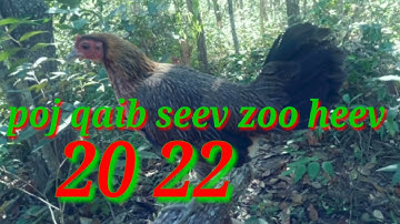 suab poj qaib see zoo tuaj zoo heev 100%