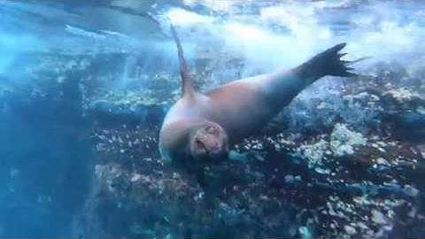 Galapagos islands 2019