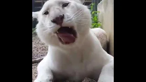 Video 652091: snow white bengal tiger, tiger big cat, tiger beautiful