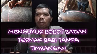 Teknik Mengukur Bobot badan Ternak babi tanpa Timbangan