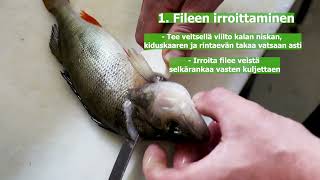 Ahven Fileeksi Ammattikalastajan Neuvoin