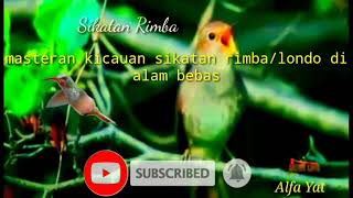 Kicauan sikatan rimba/londo di alam bebas