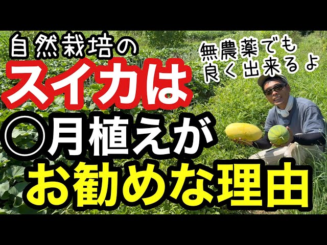 Pesticide-Free Watermelon Farming] How Climate Challenges Affected