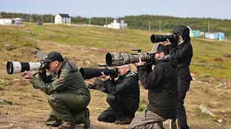 Atlantic Puffins. Elliston Newfoundland :2025