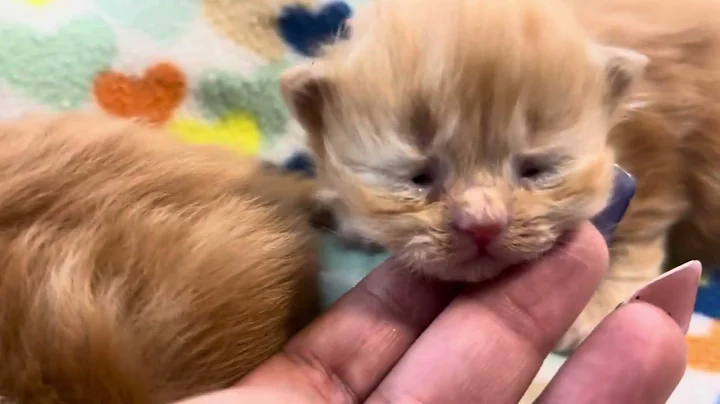 Watch the video about Orange Doll Face Kittens at The Persian Lady