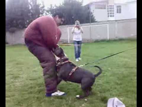 american pitbull terrier gotti razors edge american bully silver 75 razor edge x 25 gotti line youtube american pitbull terrier gotti razors edge american bully silver 75 razor edge x 25 gotti line youtube