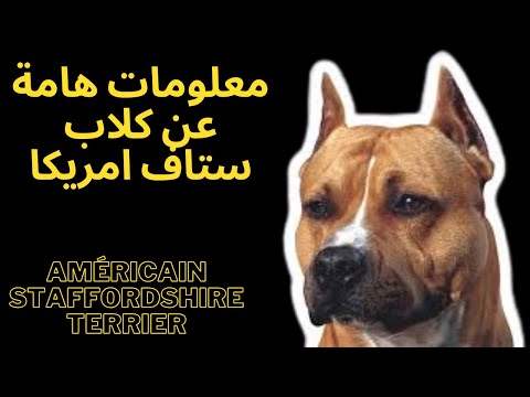 معلومات هامة عن كلاب ستاف امريكا Américain staffordshire Terrier