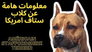 معلومات هامة عن كلاب ستاف امريكا Américain staffordshire Terrier