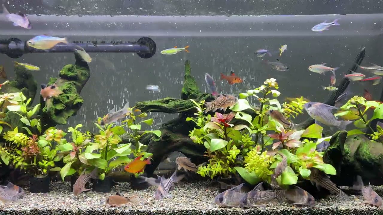 Relaxing Aquarium 1728 / 熱帯魚50種混泳水槽 アクアリウム ディナー