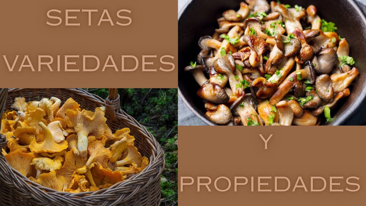 El video de la semana