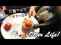 A surprise awaited us at Aty's birthday, which I had given up by hospitalization[Otter life Day 587]