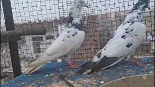 not for sel  only  sonk 8529053300