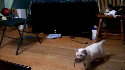 Watch the video about Jupiter siamese manx